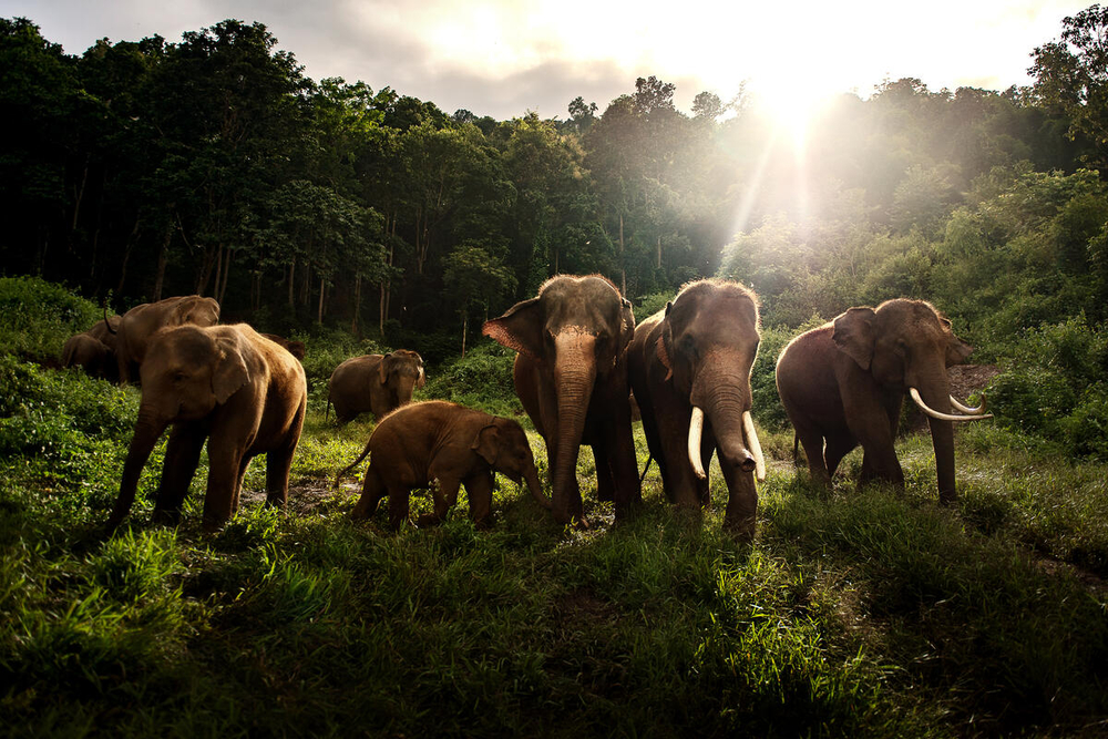 Une troupeau d'éléphants d'Asie