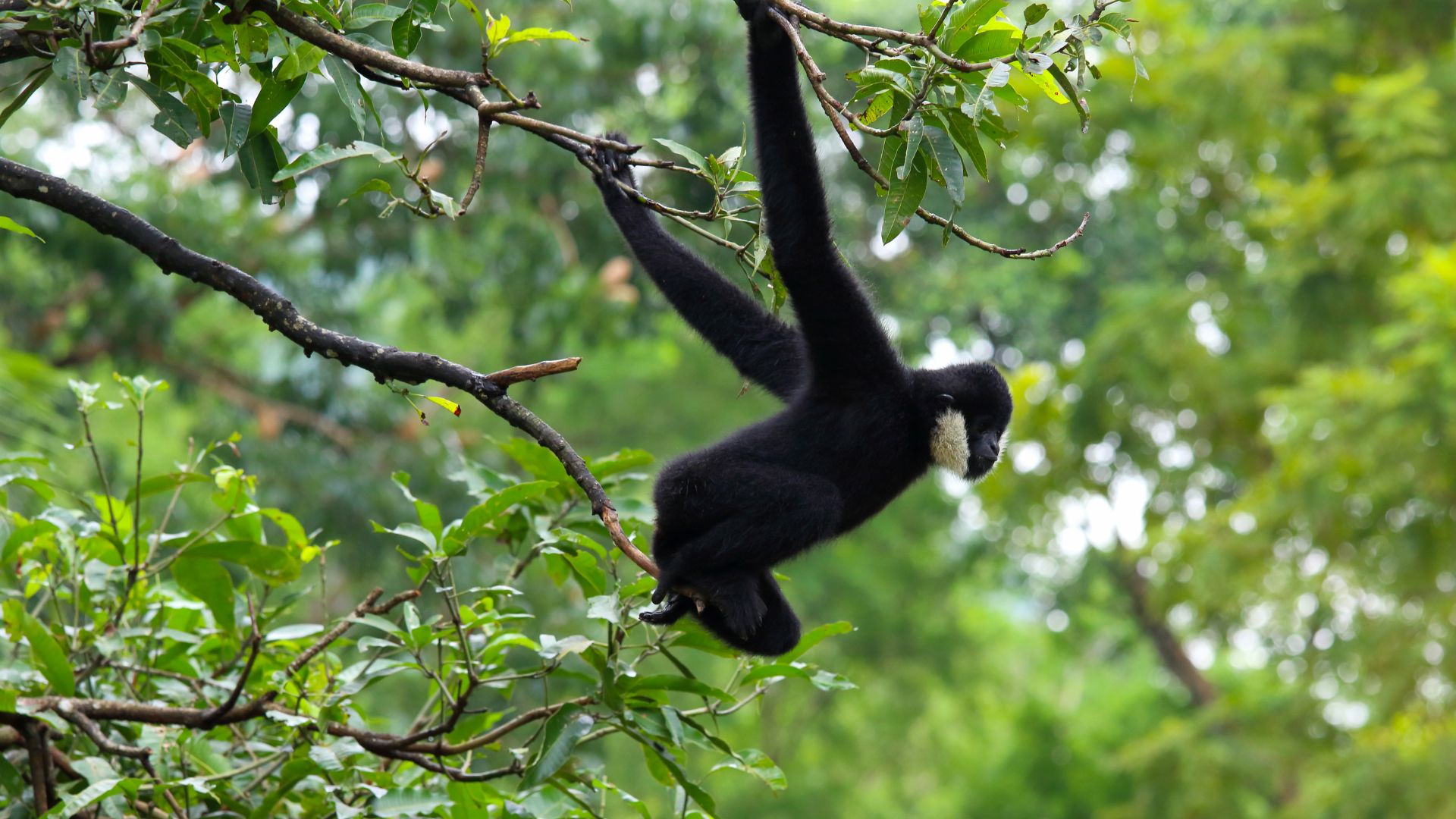 Un gibbon s'accrochant aux branches d'arbres - vue de profil