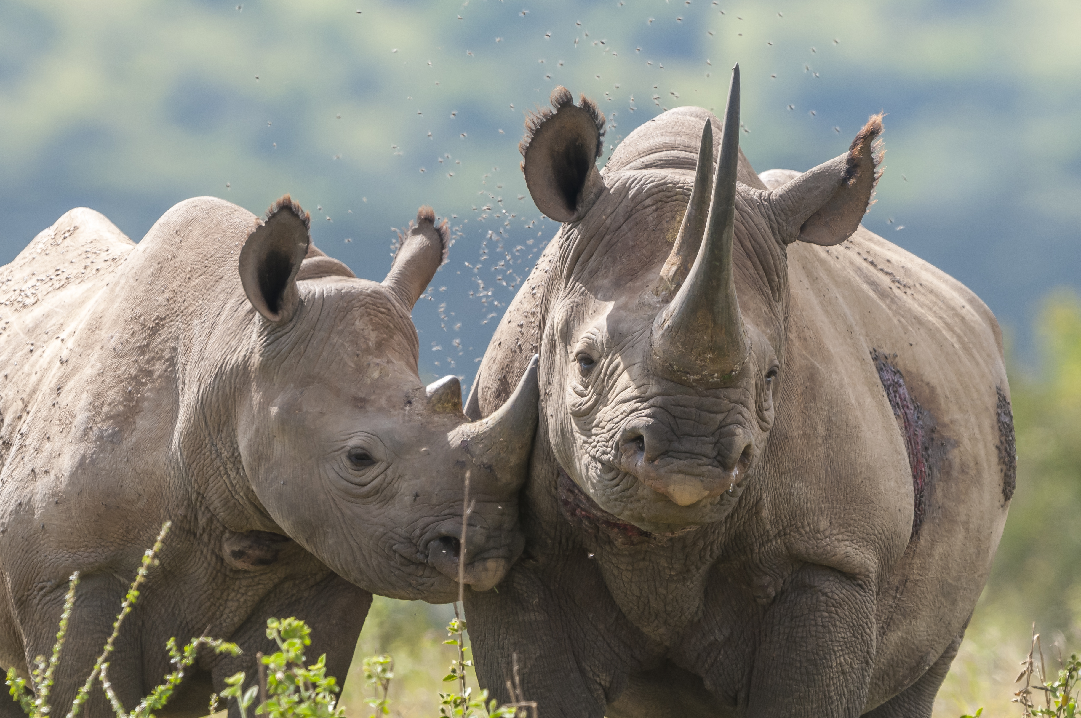 Deux rhinocéros adultes côte-à-côte, l'un approchant sa tête de l'autre