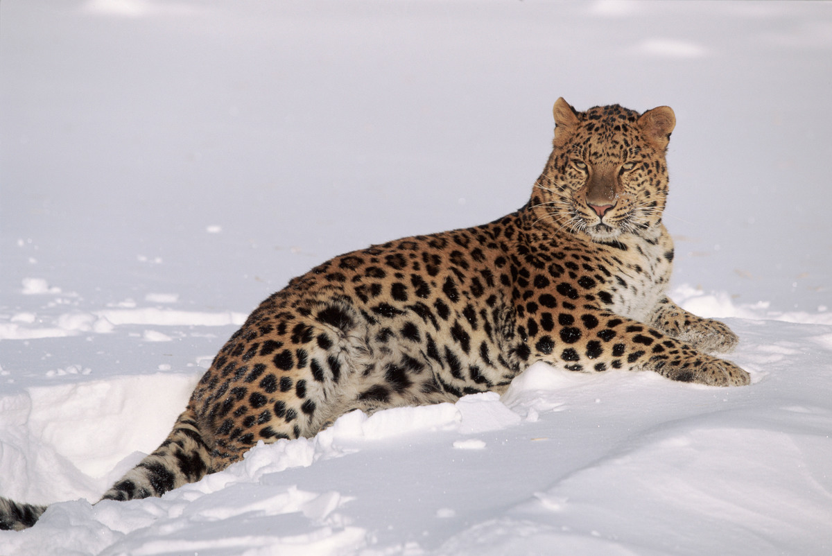 Léopard de l'amour couché dans la neige