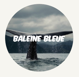 wwf rangerclub baleine bleue ROUND