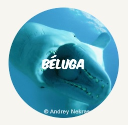 WWF Rangerclub BELUGA ROUND