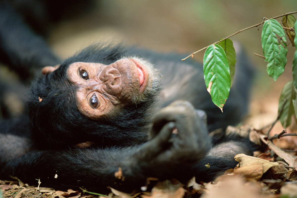 WWF rangerclub chimpanze chimpansee gallery