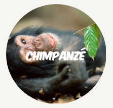 wwf rangerclub chimpanze fr round