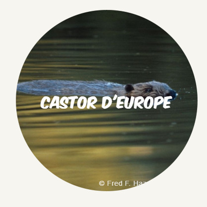 Castor deurope ROUND