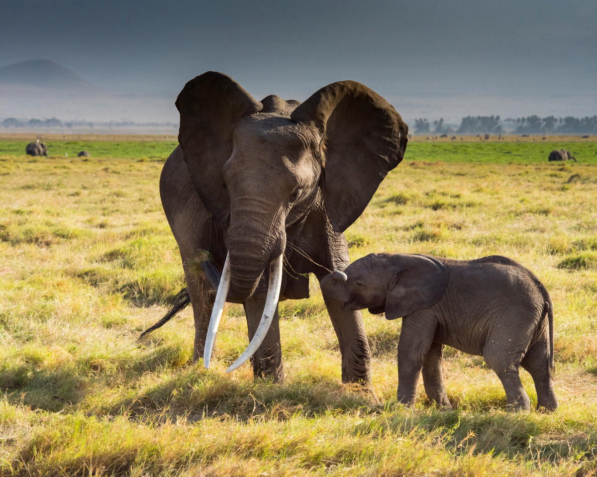 WWF Rangerclub Elephant Afrique Afrikaanse olifant