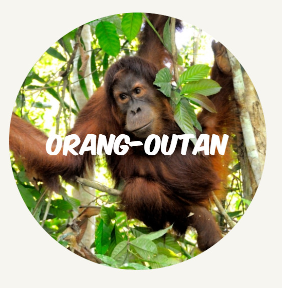 wwf rangerclub orang outan FR round