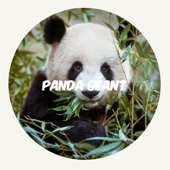 Panda geant ROUND