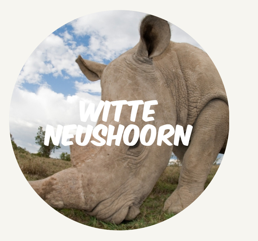 wwf ranerclub witteneushoorn ROUND