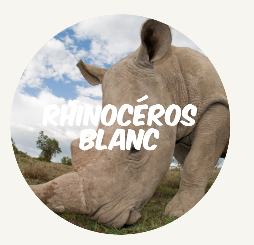 wwf rangerclub rhinoceros blanc