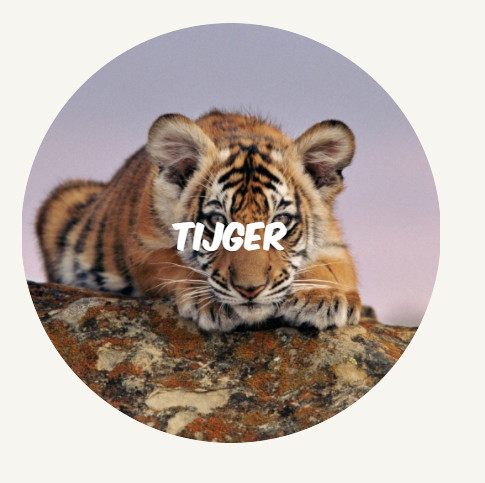 wwf rangerclub Tijger ROUND