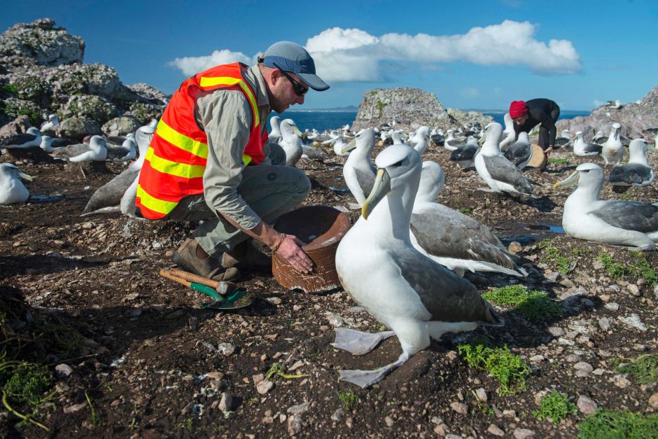 wwf rangerclub news albatros Matthew Newton 1