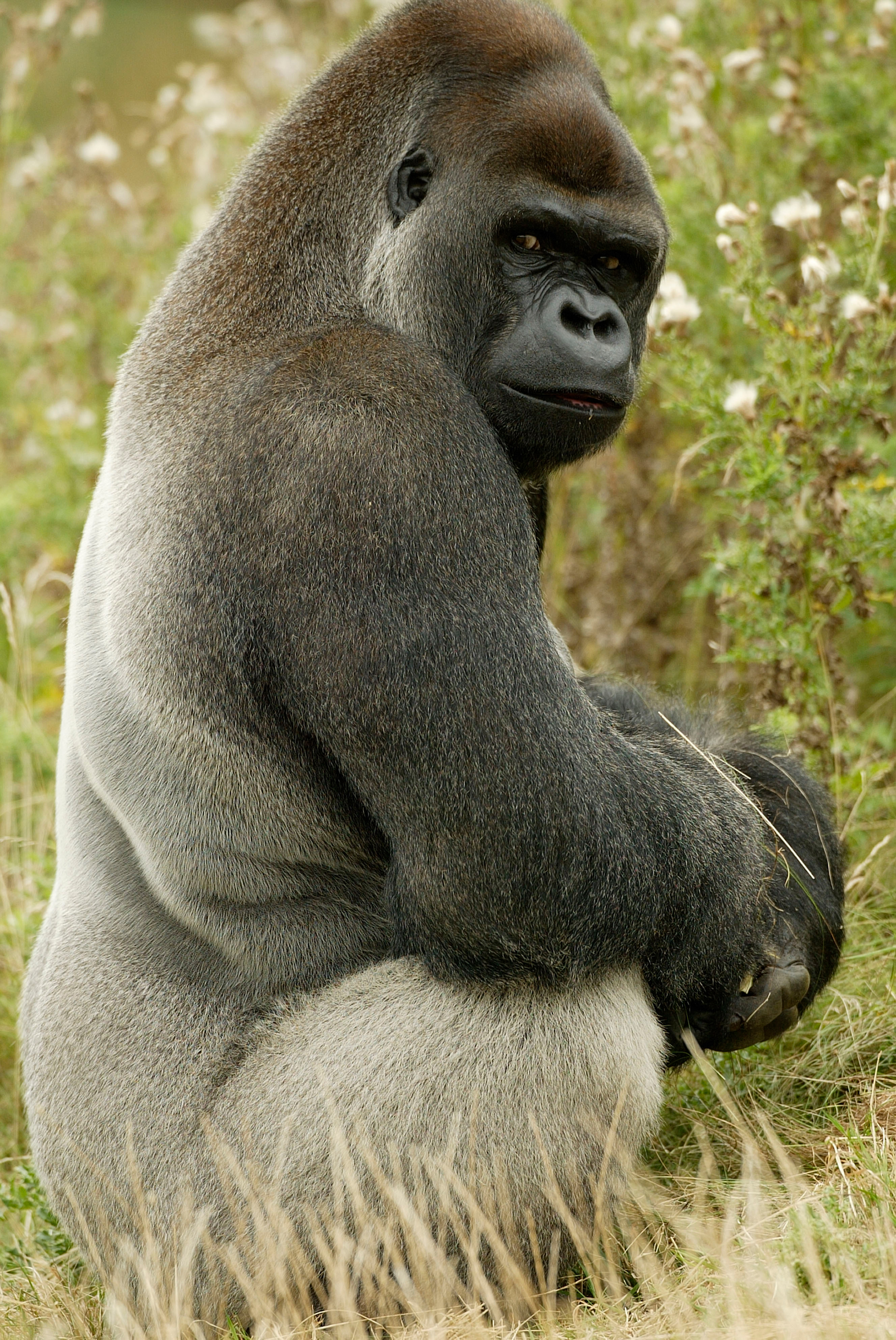 WWF-Rangerclub-Gorille-Gorilla