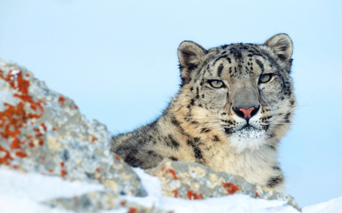 WWF-rangerclub-leopard-neige-Sneeuwluipaard-gallery4