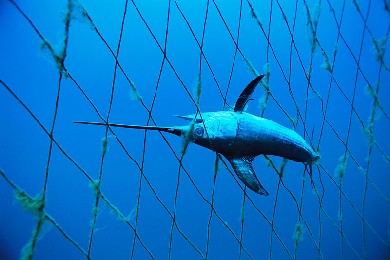 Poisson dans un filet