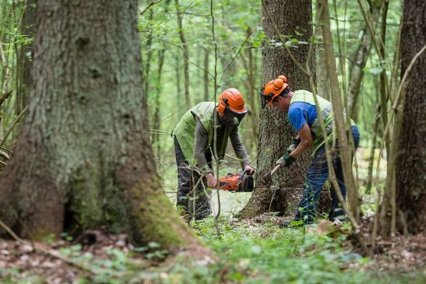 wwf Rangerclub news deforestation ontbossing AFP