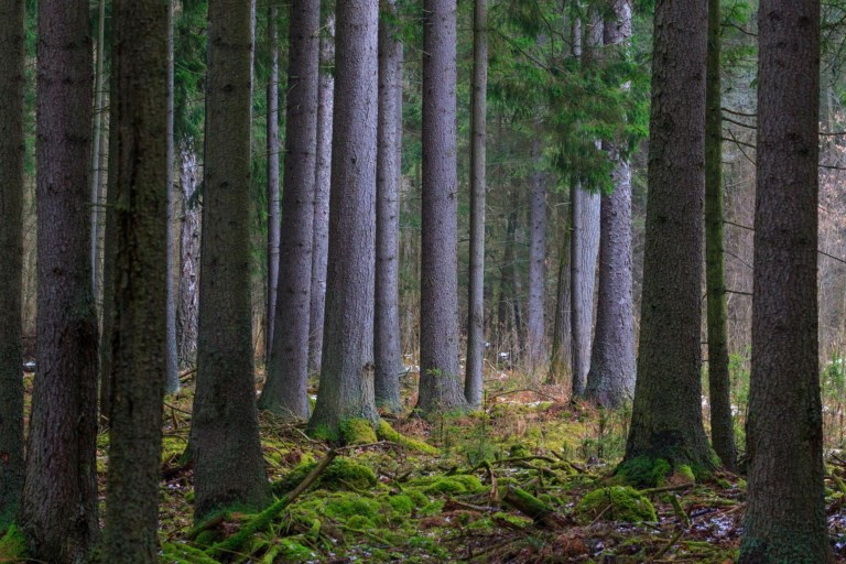 wwf Rangerclub news deforestation ontbossing Aleksander Bolbot