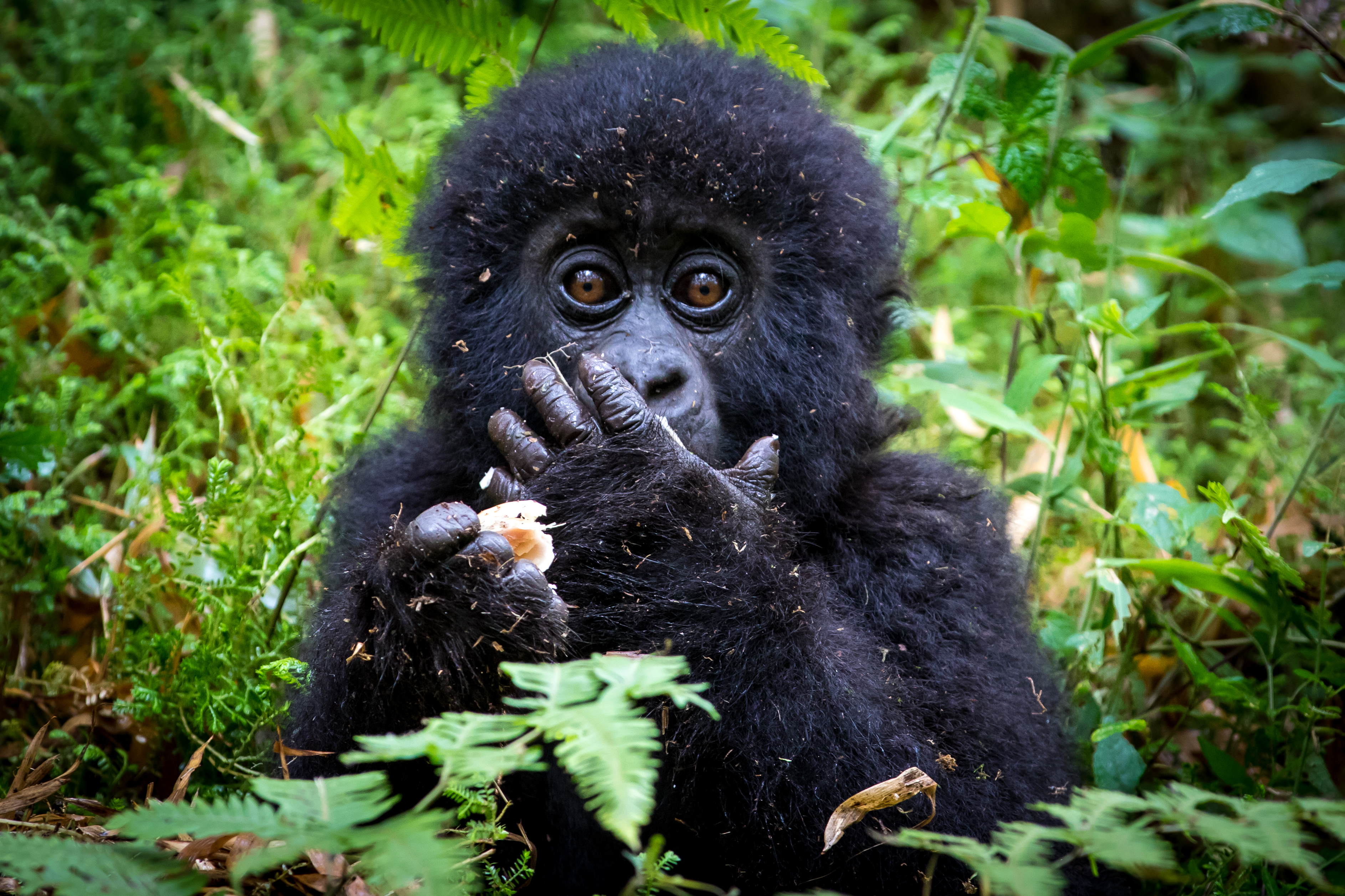 WWF Rangerclub Gorilla Gorille News Virunga 2