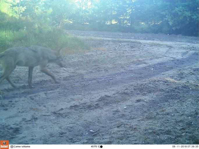 wolf loup camerabeeld INBO