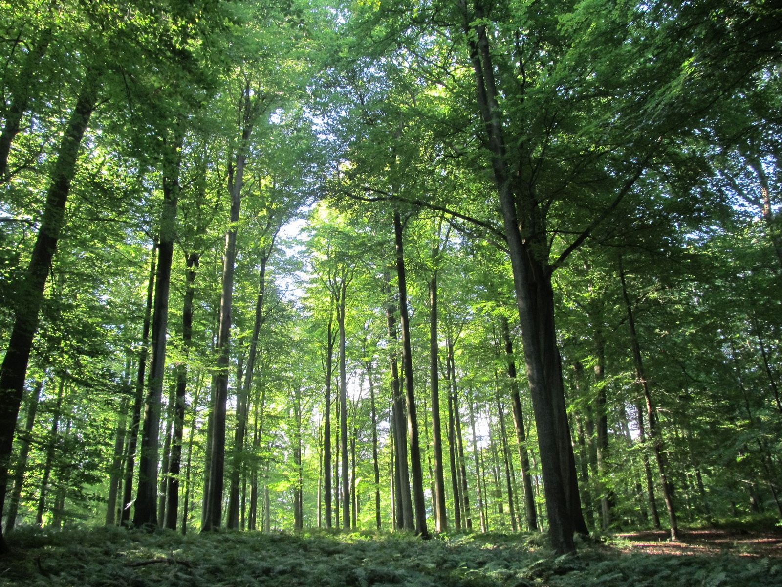 WWF Rangerclub News Ecoduct Bruxelles Brussel Zonienwoud Foret de Soignes 3