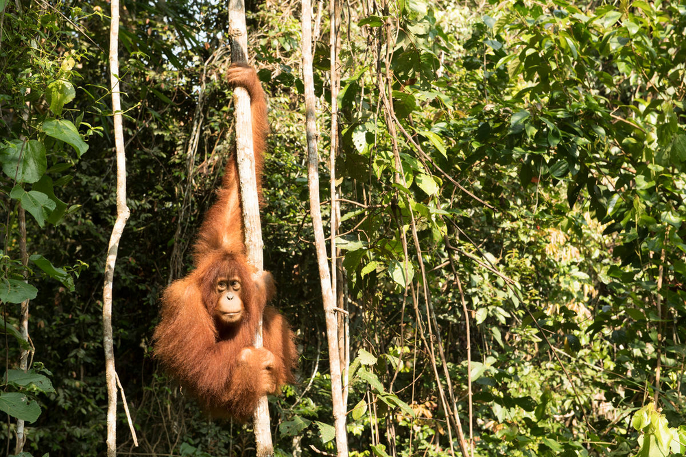 WWF rangerclub orang outan orang oetan NEWS3