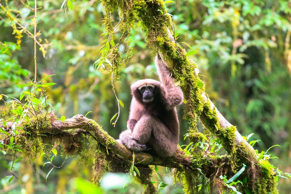 WWF Rangerclub Soorten Mekong Espece 1