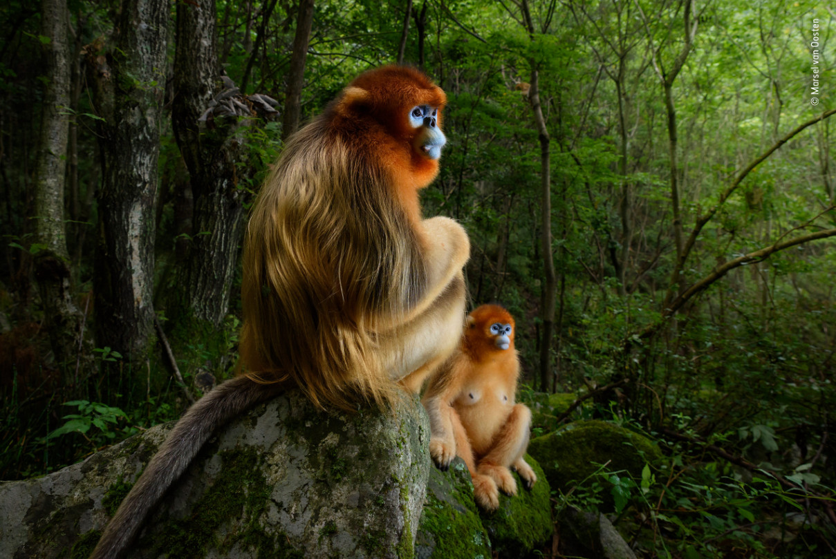 WWF Rangerclub The Golden Couple Marsel van Oosten