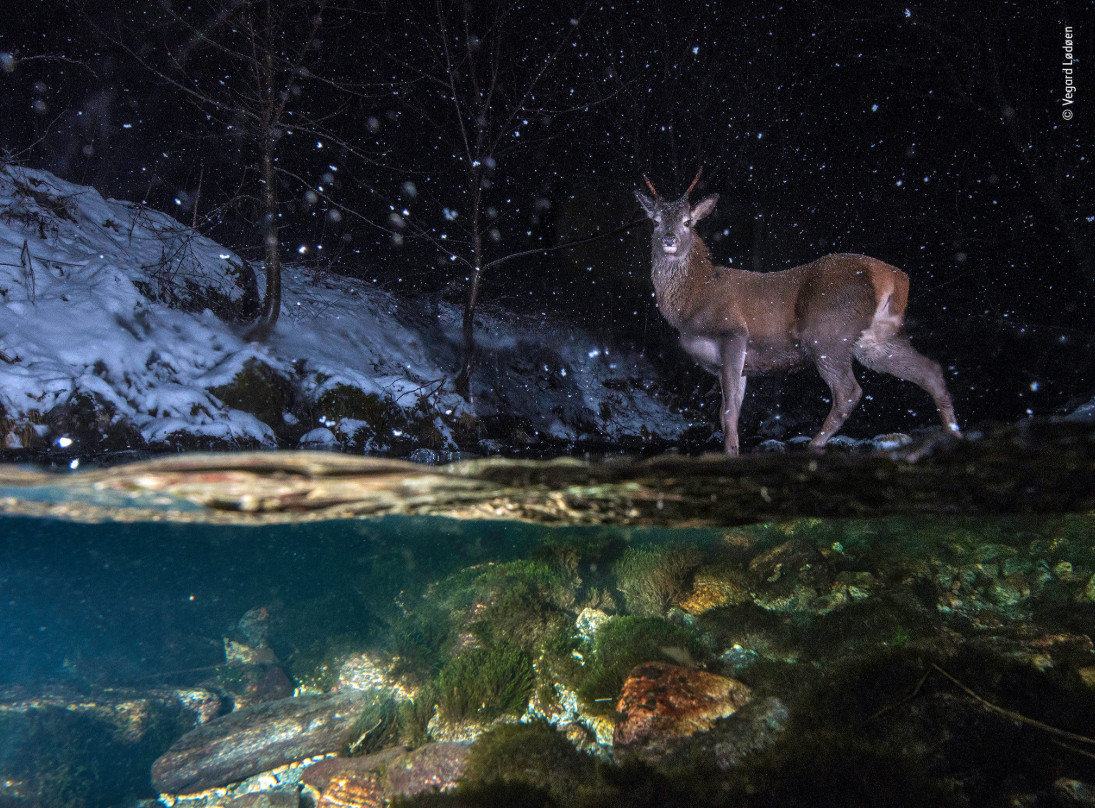 WWF Rangerclub Vegard Lodoen The Midnight Passage