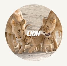 WWF Rangerclub lion leeuw 3