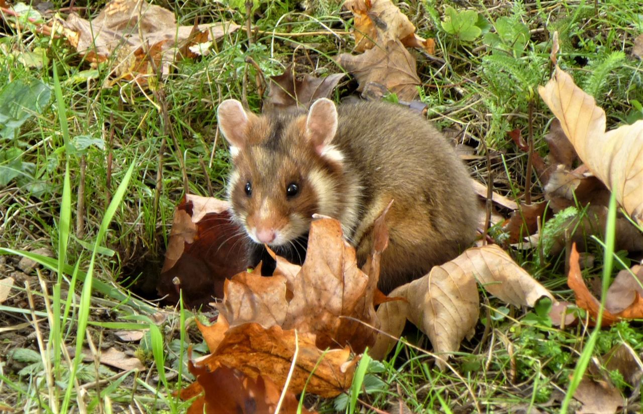 Cricetus cricetus Vienna 2015 wildehamster Wikimedia