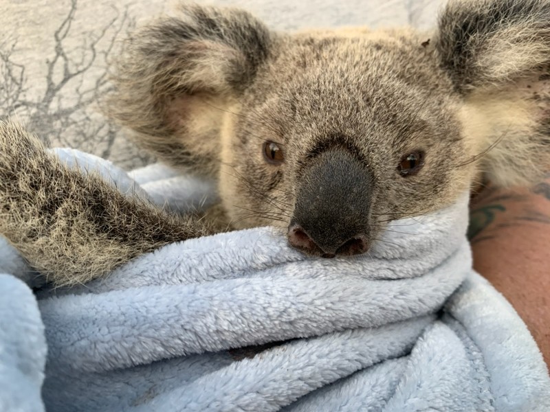 wwf rangerclub bosbranden feux australie3