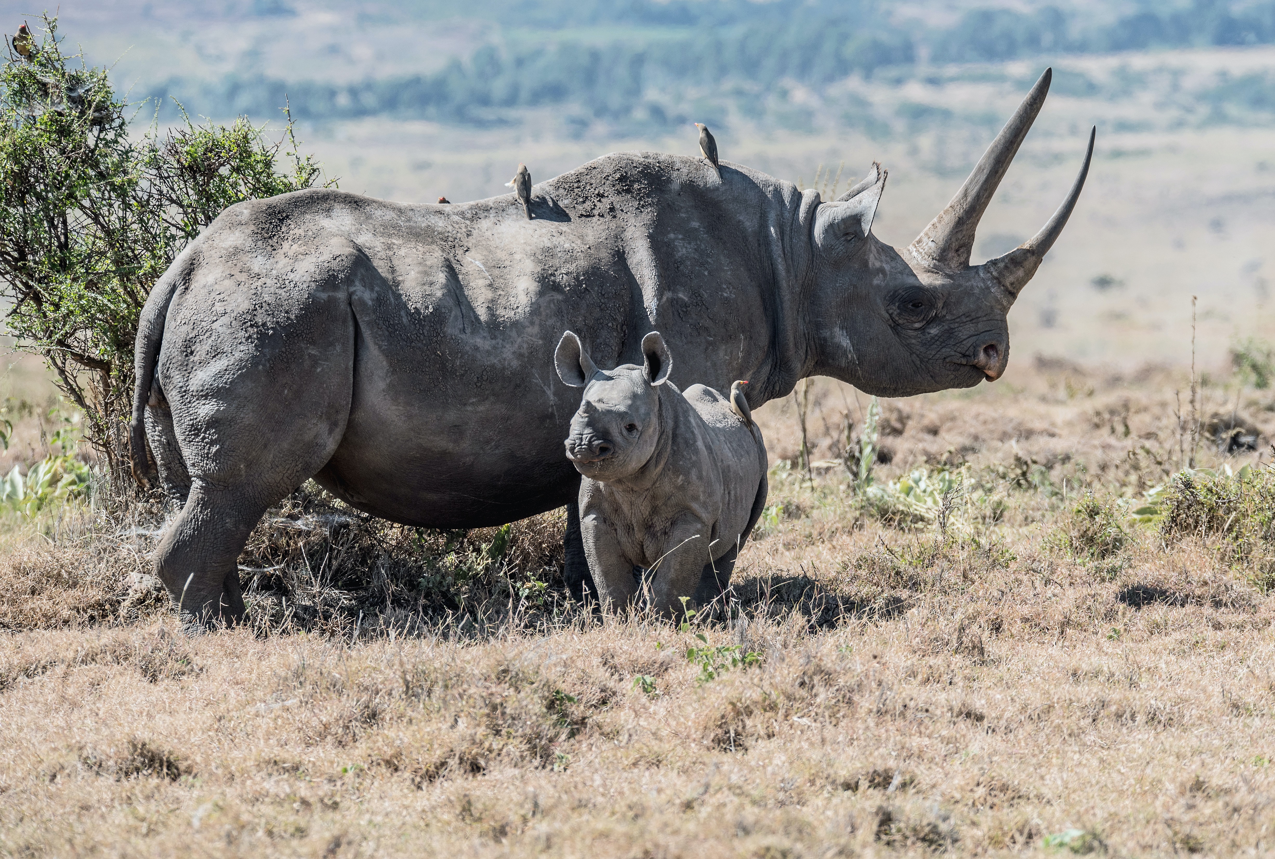 Rhino 2 David Clode Unsplash