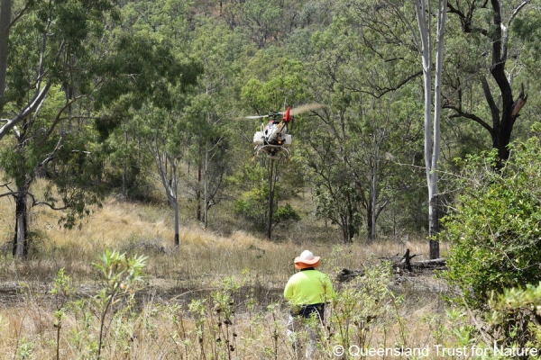 wwf rangerclub drones koala1