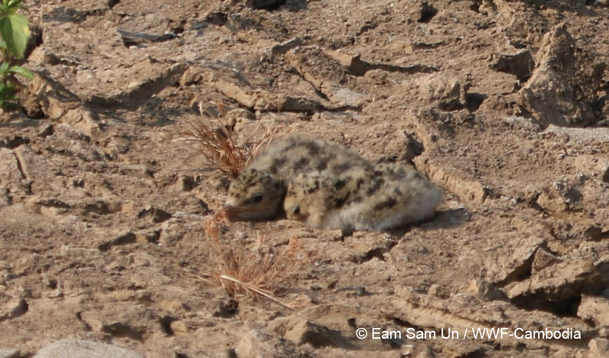 Chicks of River tern Eam Sam Un