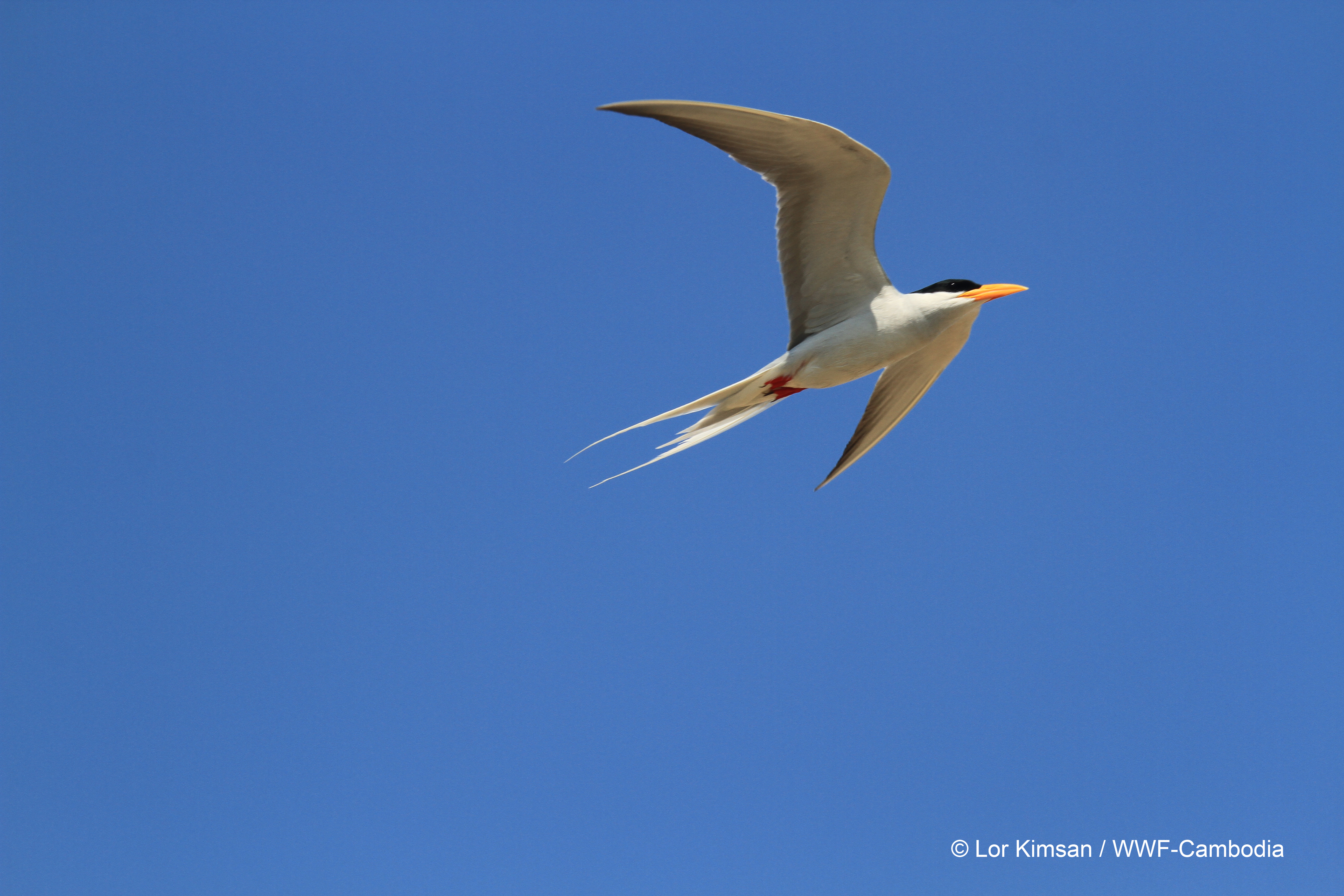 River tern at breeding site Mekong River Lor Kimsan1 1