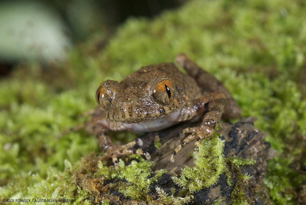 WWF Rangerclub news nieuwe soort nouvelle espece Leptolalax isos