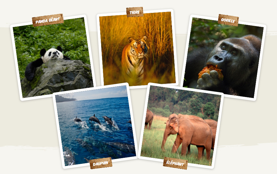 WWF rangerclub animaux