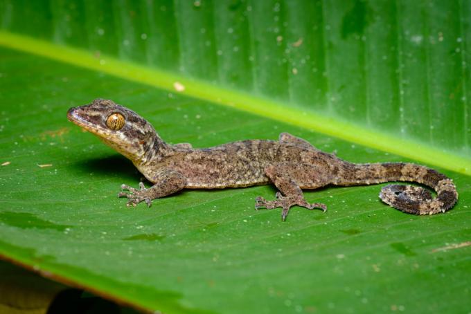 CLEAN Cyrtodactylus Rukhadeva Thai National Parks Creative Commons