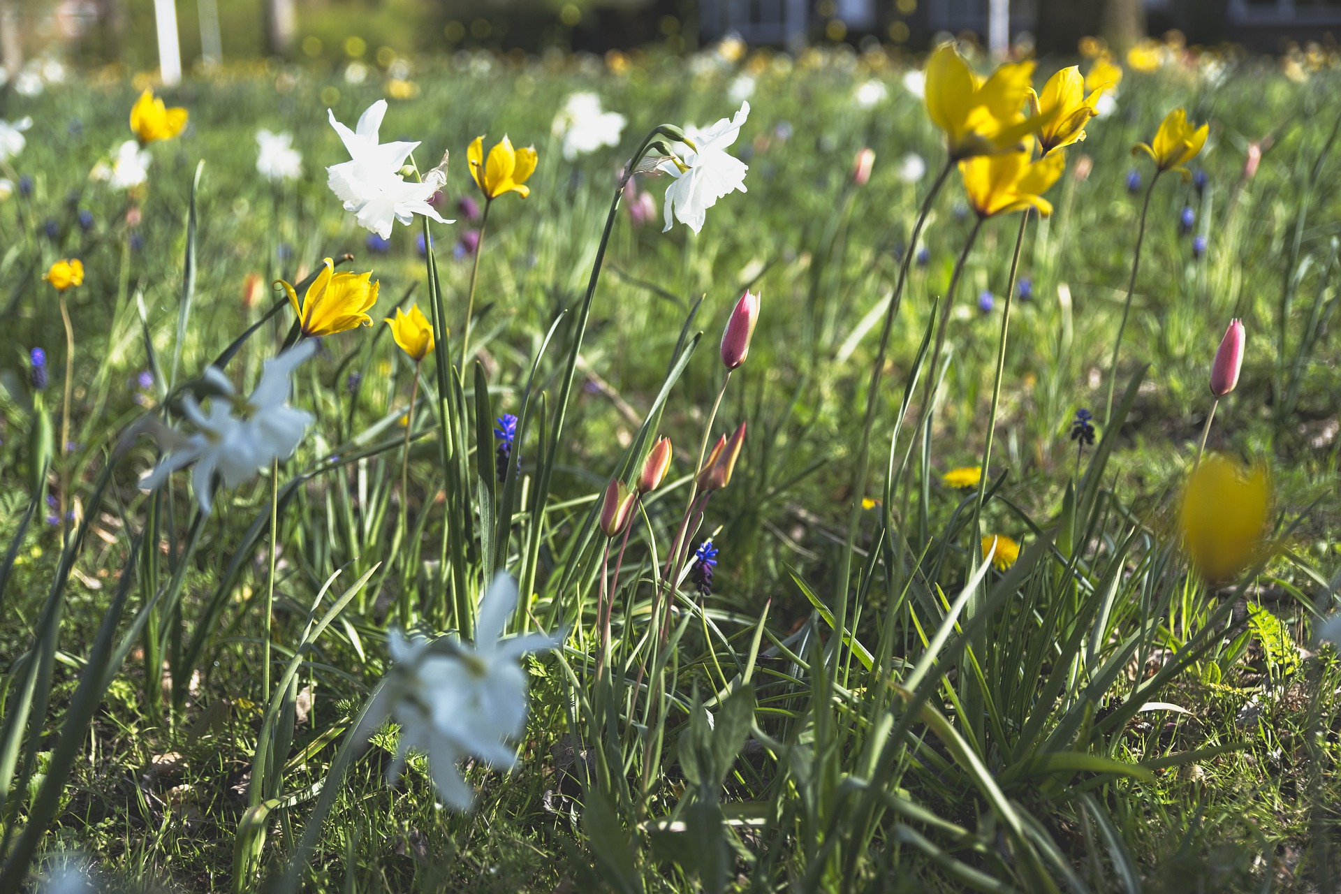 Mix narcis botanische tul copyright pexels3