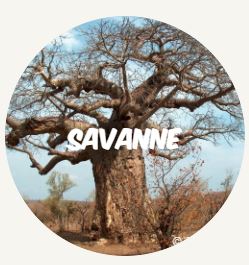 Savanne2