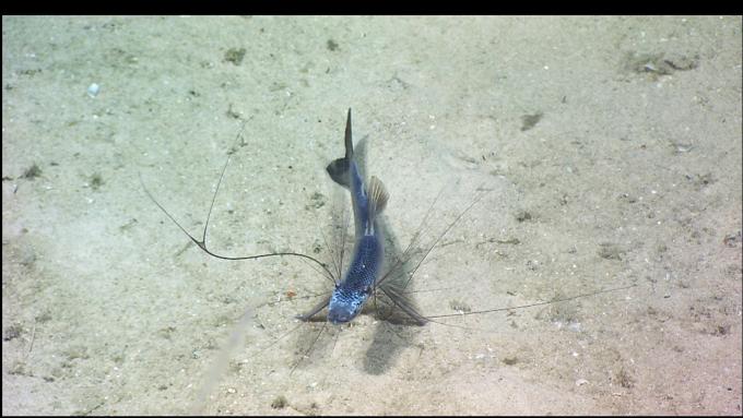 Tripod fish 40006000 North Atlantic Stepping Stones Science Party IFE URI IAO NOAAOAROER2