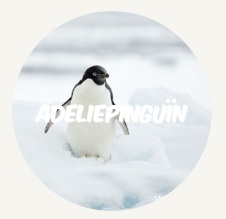 adeliepinguin