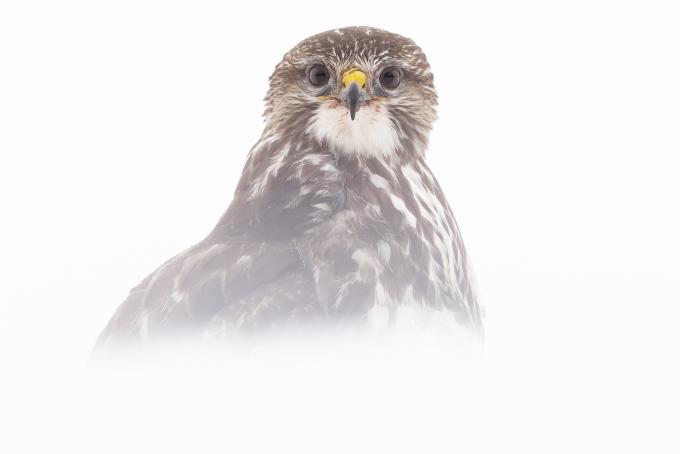 buizerd