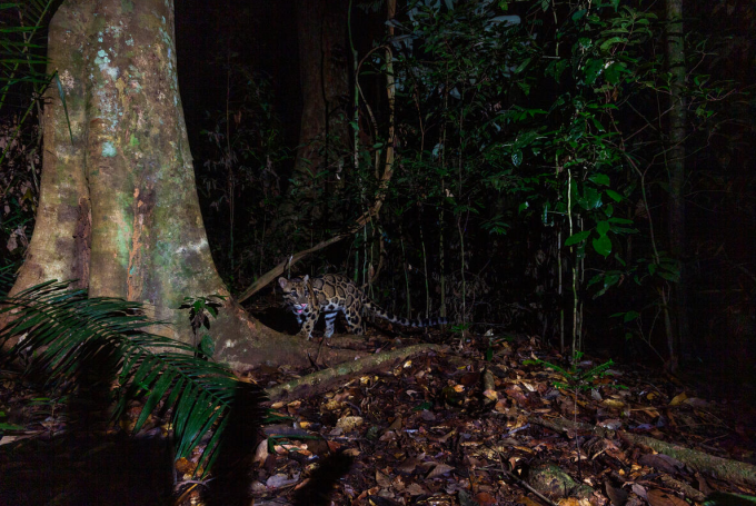 clouded leopard2