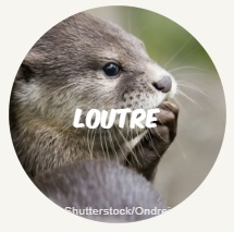 loutre FR