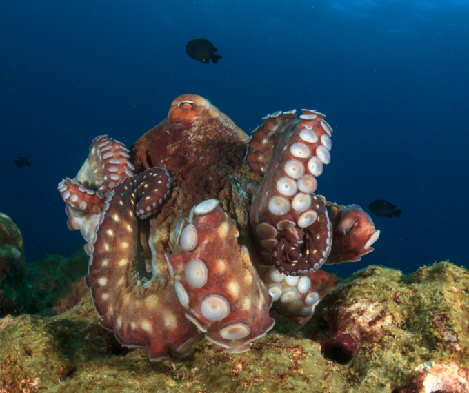 octopus