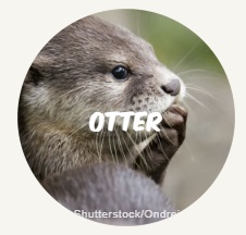 otter