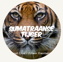 sumatraanse tijger