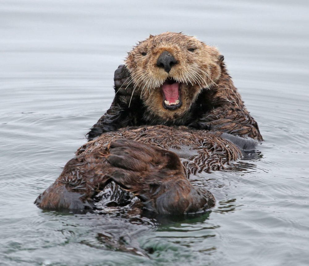 wwf rangerclub otter loutre 5