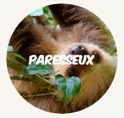 wwf rangerclub paresseux fr round